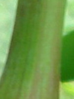 ALB kod 012