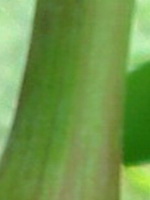ALB kod 014