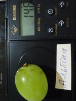 ALB kod 503